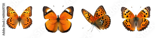 Vibrant orange butterfly with delicate wings, perfectly perched, radiates against a seamless transparent backdrop. © Nika
