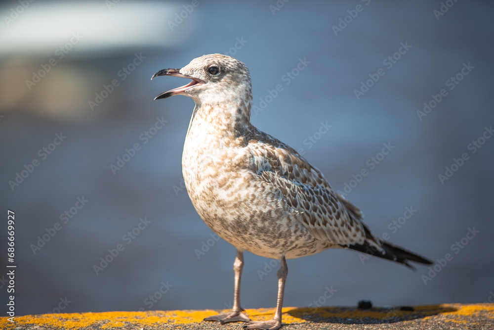 A seagull standing with its mouth open. A seagull standing with its mouth open.