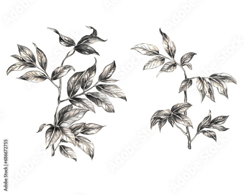 Hand drawn black and white leaves