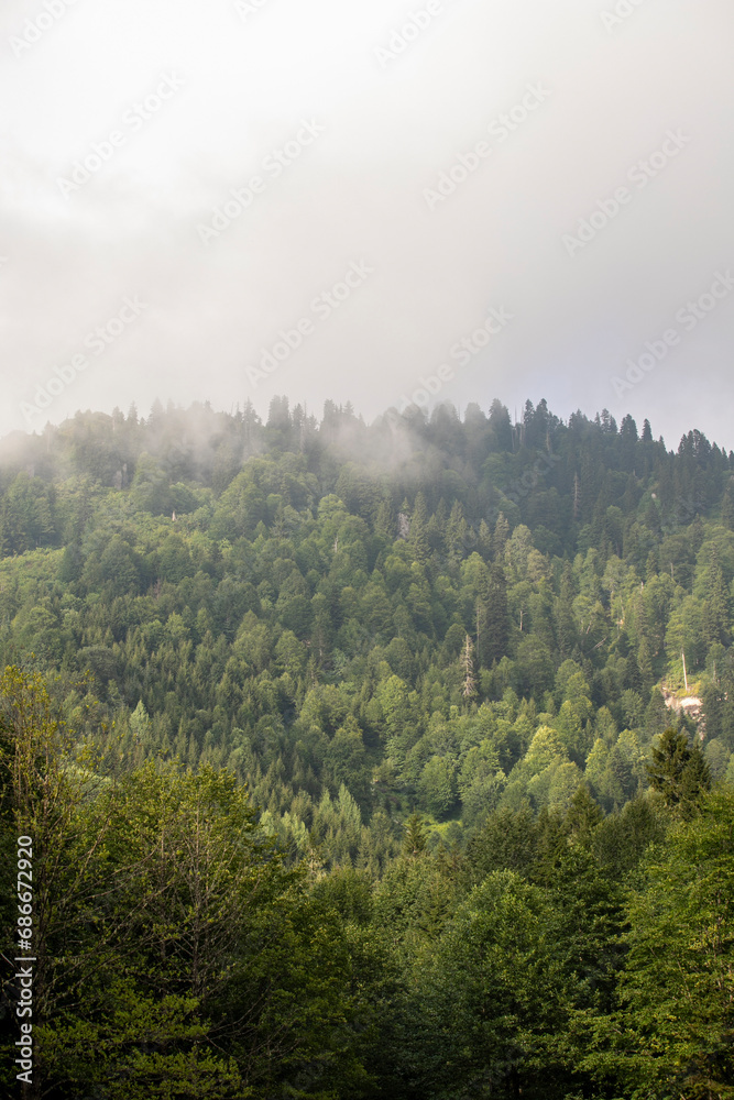 Misty forest. Healthy green trees spruce, fir and pine in the wilderness of the national park. Sustainable industry, ecosystem and healthy environment concepts and background