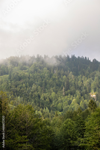 Misty forest. Healthy green trees spruce, fir and pine in the wilderness of the national park. Sustainable industry, ecosystem and healthy environment concepts and background