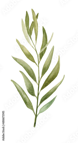 eucalyptus leaves on a white background  watercolor illustration
