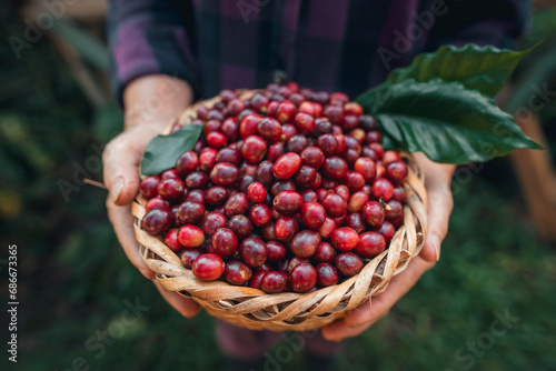Cherry coffee beans in a basket