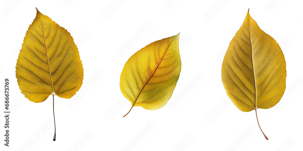 Obraz premium Collection of various yellow leaves, each with intricate details and unique shapes, showcased on a clear, invisible backdrop.