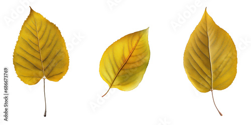 Collection of various yellow leaves, each with intricate details and unique shapes, showcased on a clear, invisible backdrop.