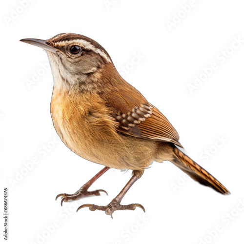 Carolina Wren isolated on transparent background