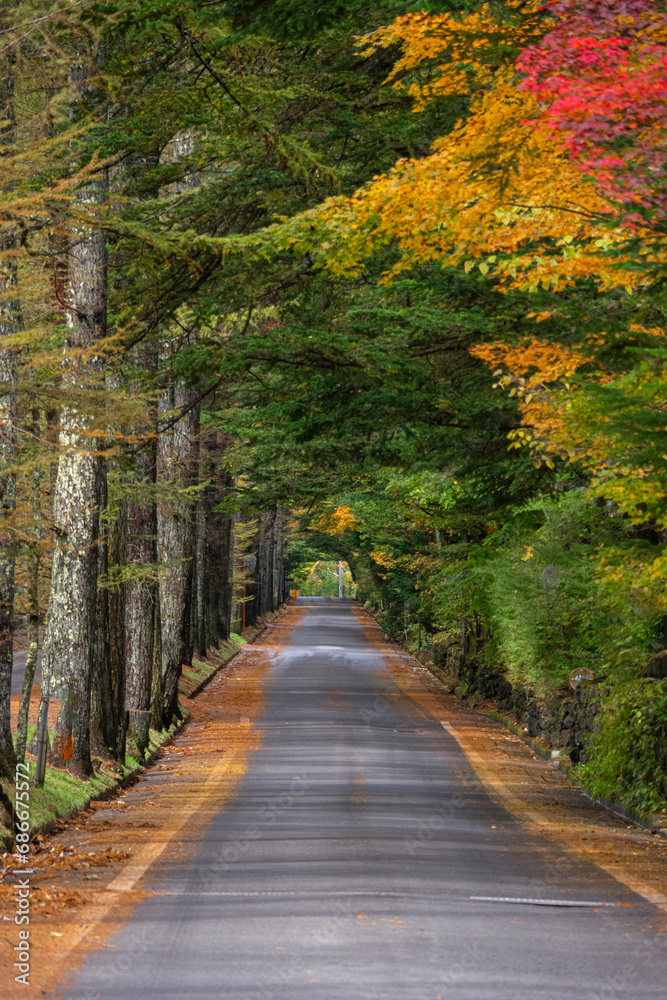 Naklejka premium 軽井沢の道