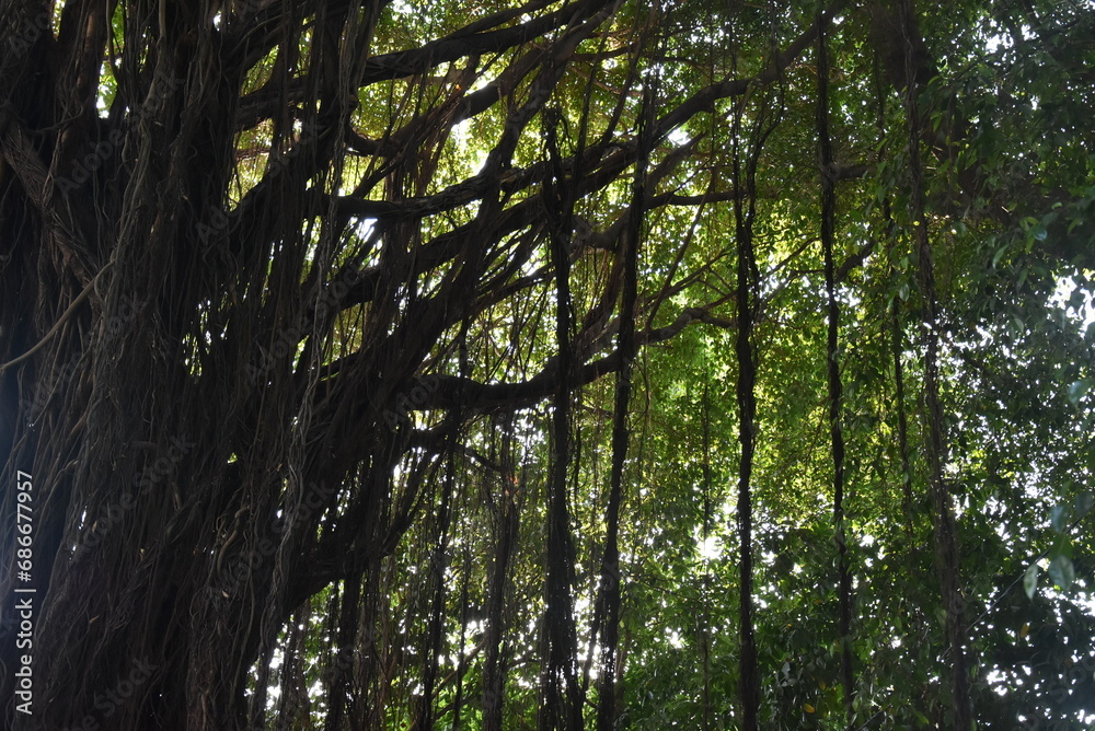 Obraz premium View of a large shady banyan tree in Surabaya city park, a banyan tree with long hanging roots.