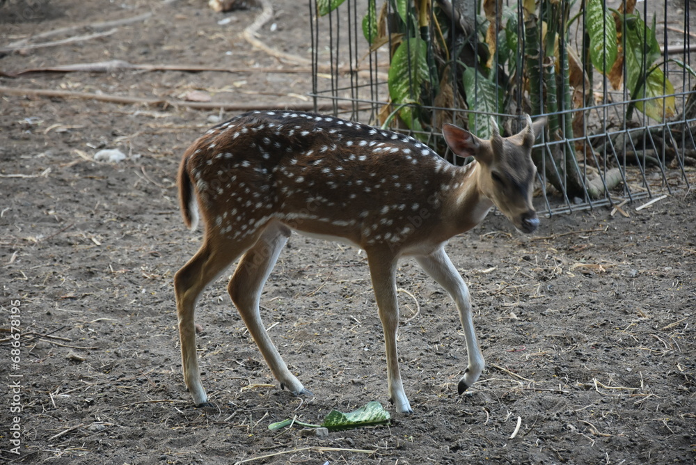 Young spotted deer, Chital deer, Spotted deer and Axis deer in captivity. Young spotted deer, Chital deer, Spotted deer and Axis deer in captivity.