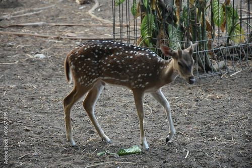 Young spotted deer  Chital deer  Spotted deer and Axis deer in captivity.
