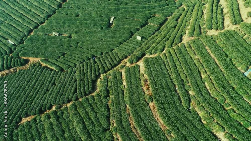 Tea tree field aerial view Tea tree field aerial view