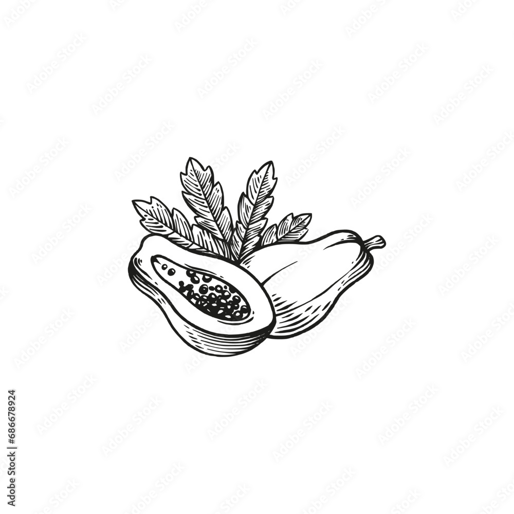 papaya engraving vector hand drawn
