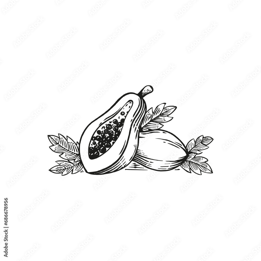 papaya engraving vector hand drawn