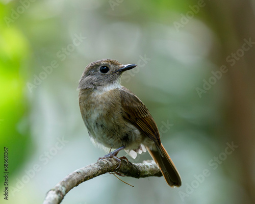 Fulvous-chested Jungle Flycatcher