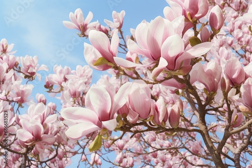 Flowering Magnolia Soulangiana Spring Pink Flowers