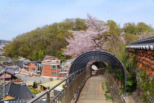Jeonju Hanok Village with spring cherry blossoms