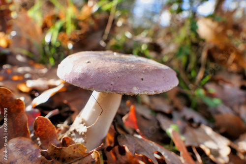 Russula cyanoxantha (Charcoal Burner) growing through the autumnal leaf litter
 photo