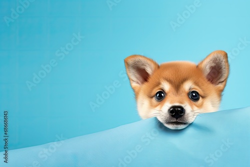 Portrait funny and happy shiba inu puppy dog peeking © Tymofii