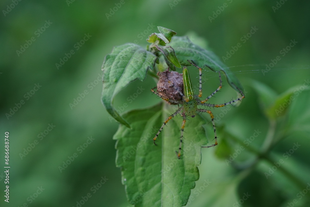 Striped lynx spider in the vegetable garden. Striped lynx spider in the vegetable garden.