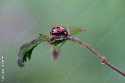 Ladybug found in agricultural fields
