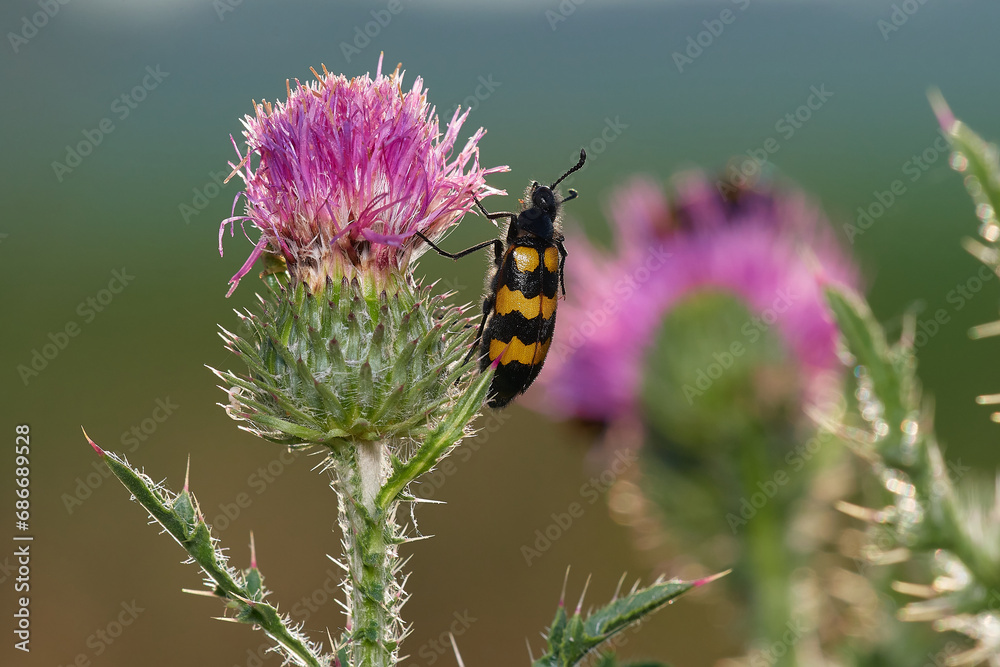 Yellow black beetle in its natural environment, Danubian forest, Slovakia Yellow black beetle in its natural environment, Danubian forest, Slovakia