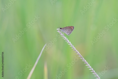 Borbo cinnara, also known as Formosan Swift found in Thailand. photo