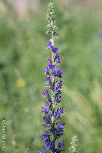 Bright wild flowers in the field of nature.