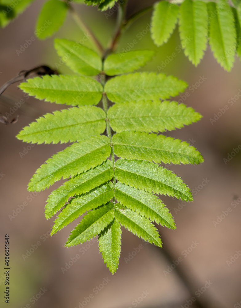 green tree leaves close-up on blurred bokeh background green tree leaves close-up on blurred bokeh background