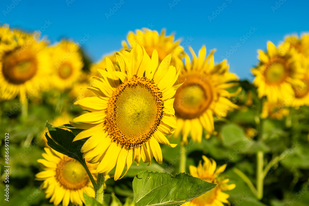 Sunflowers at khao chin lae in sunlight with winter sky and white clouds Agriculture sunflower field...
