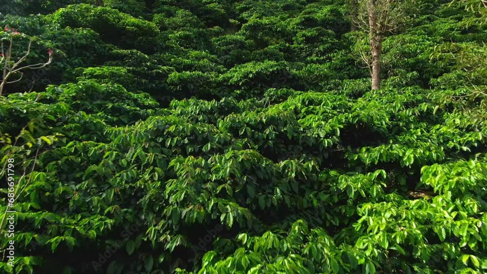 aerial view coffee plantation in karnataka, india. aerial view coffee plantation in karnataka, india.