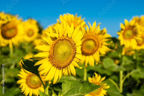 Sunflowers at khao chin lae in sunlight with winter sky and white clouds Agriculture sunflower field...
