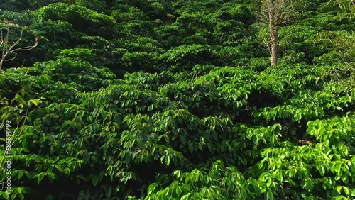aerial view coffee plantation in karnataka, india. photo