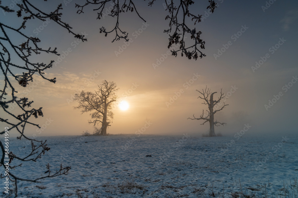 Trees in the fog on a winter morning. Landscape on a frosty morning. Trees in the fog on a winter morning. Landscape on a frosty morning.