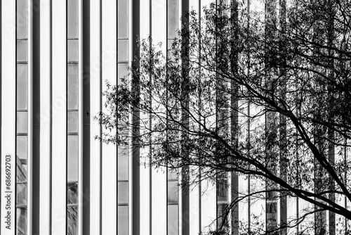 Black and white tree starkly contrasts with skyscraper windows © Mark Castiglia