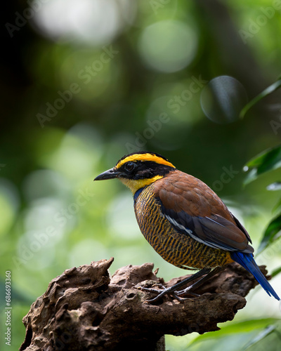 Javan banded Pitta
