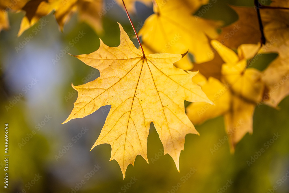 Yellow autumn leaves close-up against the sky, autumn landscape Yellow autumn leaves close-up against the sky, autumn landscape
