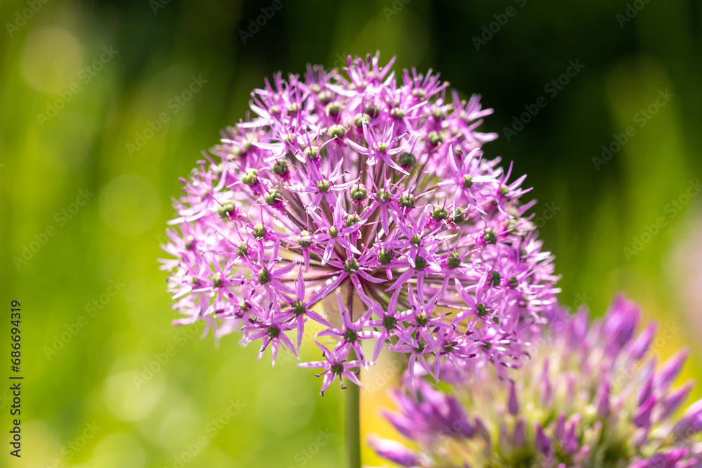 Garlic flower on a pink background in nature Garlic flower on a pink background in nature