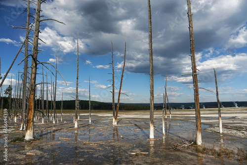 Dead forest near a hot spring in Yellowstone National Park