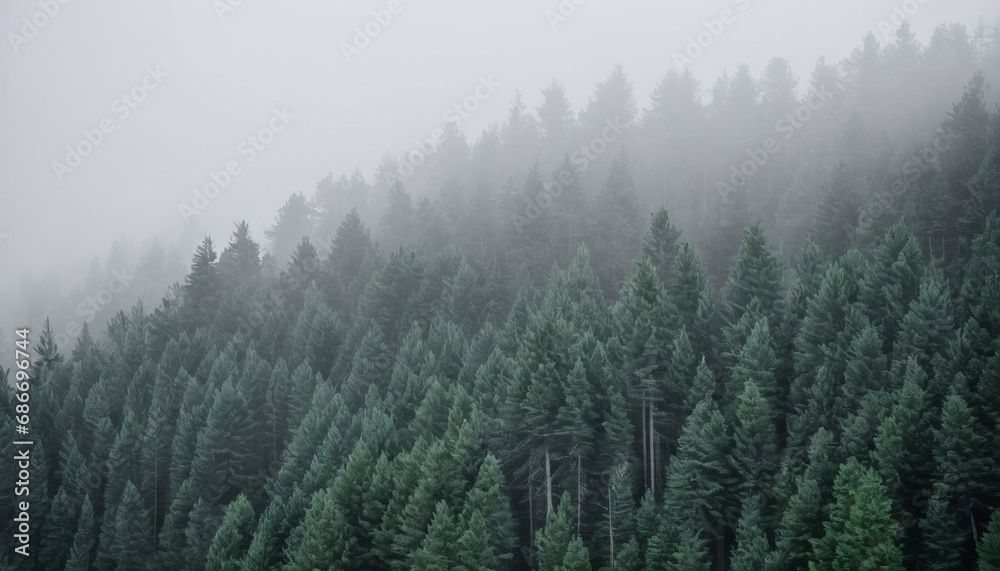 Misty Pines: The Enigmatic Forest