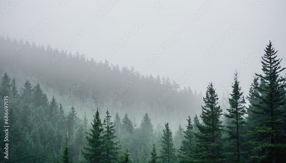 Misty Pines: The Enigmatic Forest