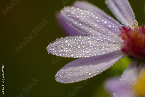 morning dew on the petals of a pink daisy