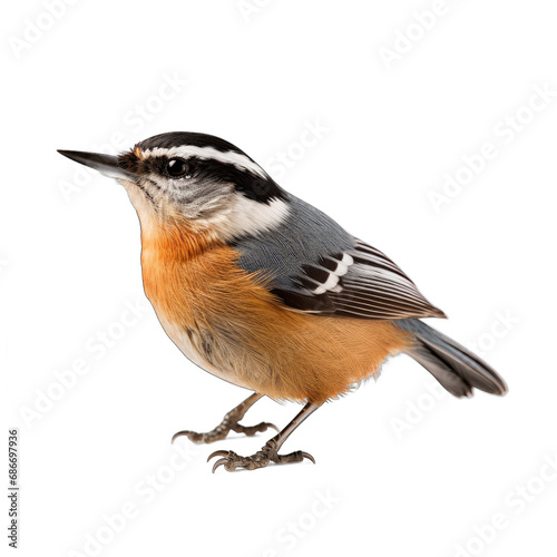 Red-breasted Nuthatch isolated on transparent background