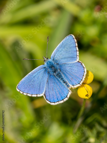 Obraz na płótnie Adonis Blue Butterfly. Wings Open.
