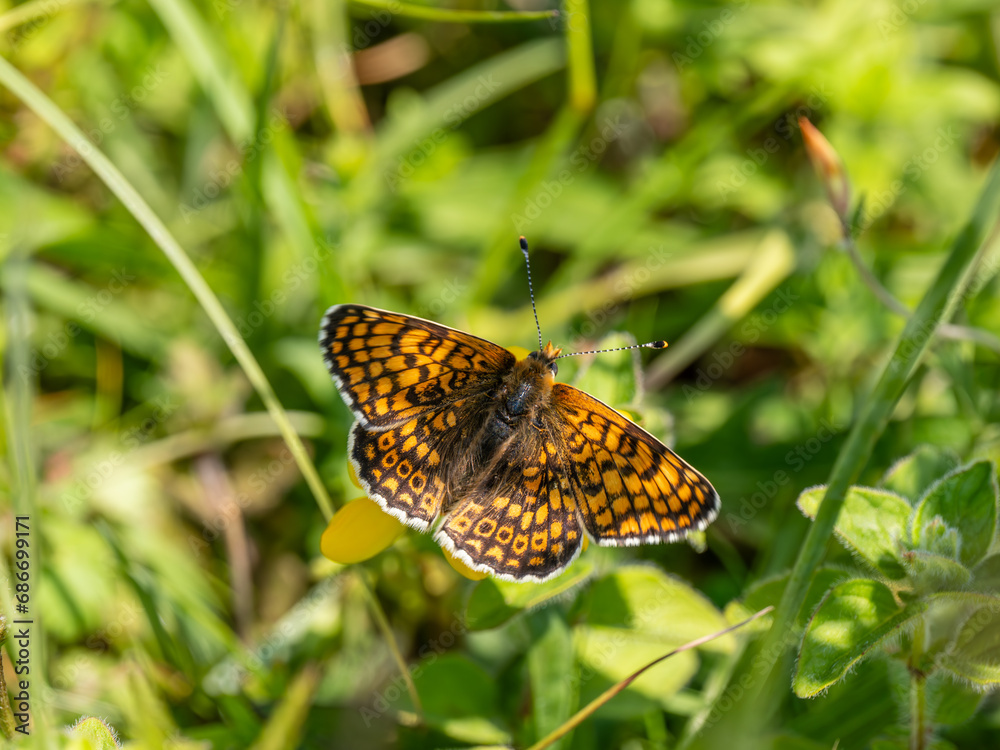 Obraz premium Glanville Fritillary Butterfly. Wings Open.