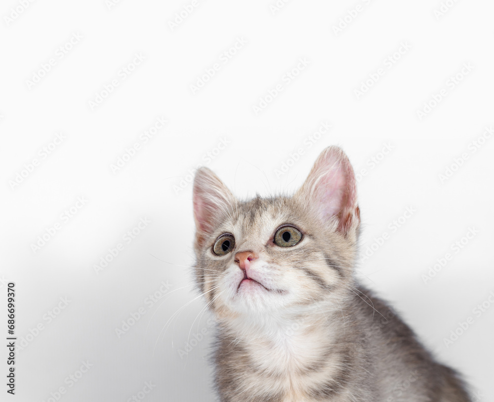gray kitten looking up on a white background gray kitten looking up on a white background
