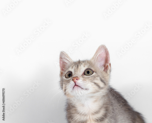 gray kitten looking up on a white background