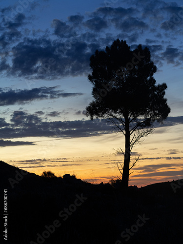 Tree in sunset