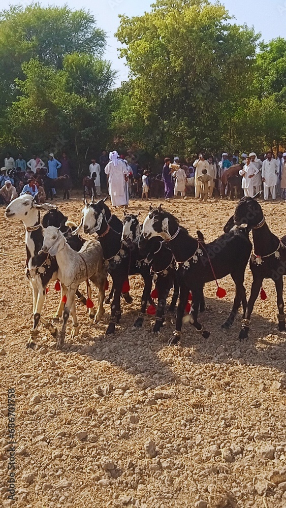 Traditional Pakistani Villages: Stunning Goat Racing in the Midst of Scenic Beauty
