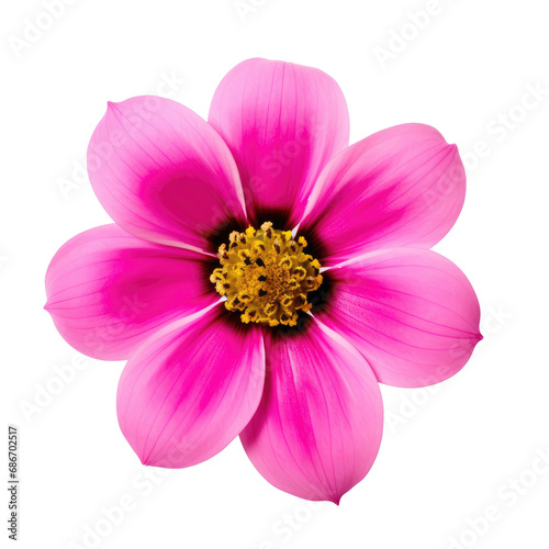 beautiful blossom flower isolated