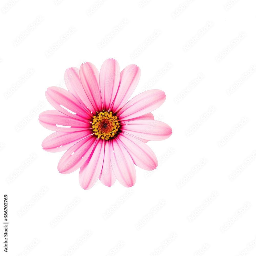 beautiful blossom flower isolated